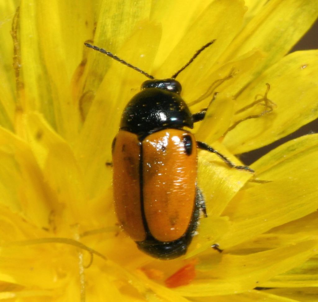 Chrysomelidae: Cryptocephalus rugicollis